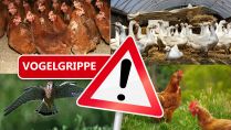 Zum Schutz gegen Geflügelpest: Stallpflicht im Kreis Paderborn für alles Geflügel gilt nach wie vor